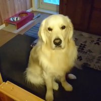 ヨーグルトを欲しがるギンちゃん2