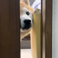 隙間から覗くらんまるくん