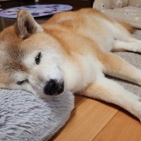 飼い主