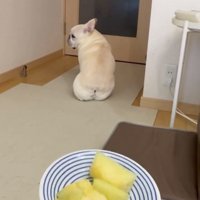メロンを前に横目を向ける犬
