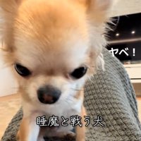 焦るチャイちゃん