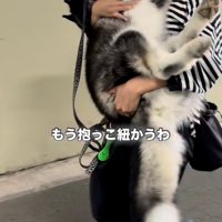 抱っこされた犬の前足が脱力している様子