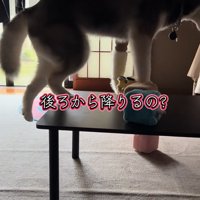 後ろ足を伸ばす大型犬