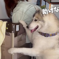 「どうしたの！？」