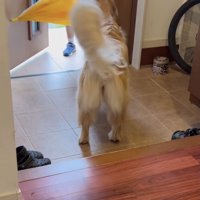 尻尾がブンッ