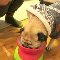 お腹が満たされて、機嫌も回復♪