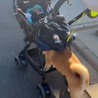 ベビーカーを押し始めるすももちゃん