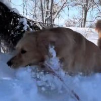 雪の中でも豪快に遊ぶ