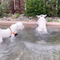 池から出ようと奮闘中