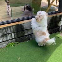 テラスで休憩する男性に向かって立ち上がる犬