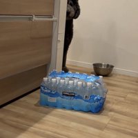 物陰から覗く犬