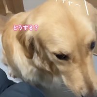 目を伏せる犬2