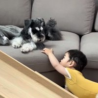 シュナウザーに向かって手を伸ばす赤ちゃん