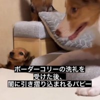 足元にあった隙間に落下する子犬