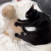 マッサージされる犬2