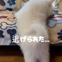 逃げられたごえもん君