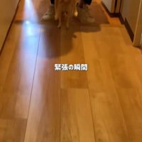 シアルちゃんを迎えた日3