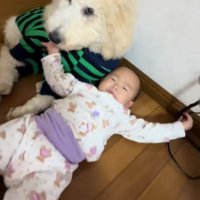 赤ちゃんと遊ぶ大型犬