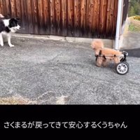 戻ってきた犬