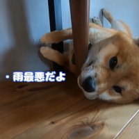 おにぎりくんの散歩拒否8