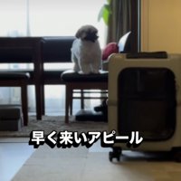 リビングで待つ犬