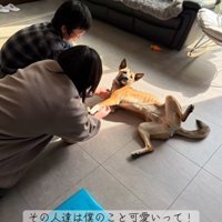 目の前で寝転ぶ犬