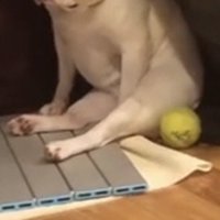 座椅子の後ろに座る犬