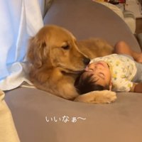 息子さんの顔を舐めるこむぎくん