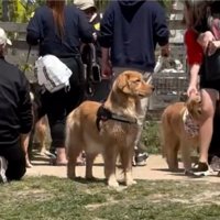 立ち尽くす犬