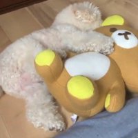 くまのぬいぐるみの上に後ろ足を乗せて眠る犬