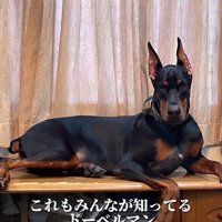 くつろぐ姿も貫禄たっぷり