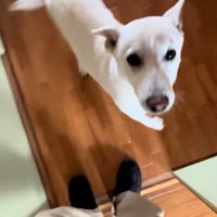 飼い主さんを見るチム2くん