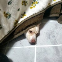 こたつからお顔をひょっこり♪