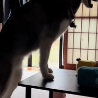 嬉しそうな大型犬