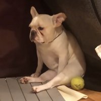 足を投げ出して座る犬