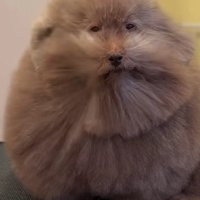 哀愁たっぷり