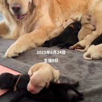 赤ちゃん犬たちの成長