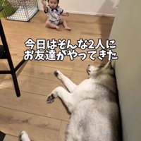 くつろぐ犬のそばで遊ぶ赤ちゃん