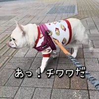 勢いよく駆け出す犬