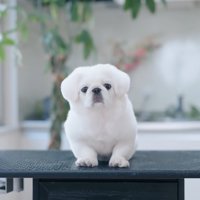 トリミング後のもち太くん