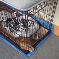 ベッドを使わないくまごろう君