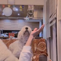 天井を見つめる犬2