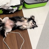 床に寝転がる小型犬