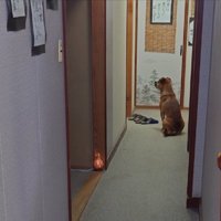 看板犬