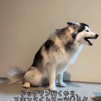 ドッグランへ行く日