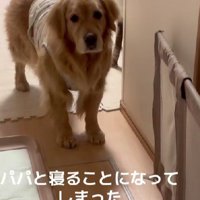 パパと寝ることになった