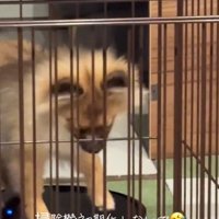 ロボットを見るナッツちゃん