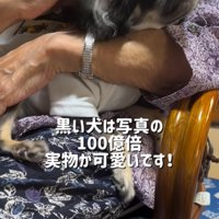 祖母に抱っこされる小型犬