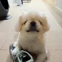 靴を持つ犬