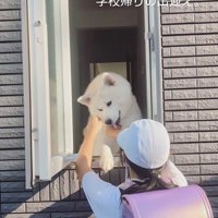 秋田犬のお見送りとお出迎え7